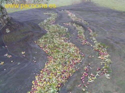 Aceitunas en la lonas