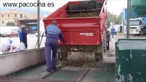 Descargando la aceituna