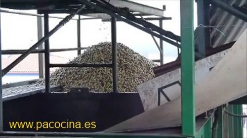 Aceitunas en las tolvas