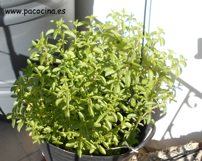 Poleo Poleo